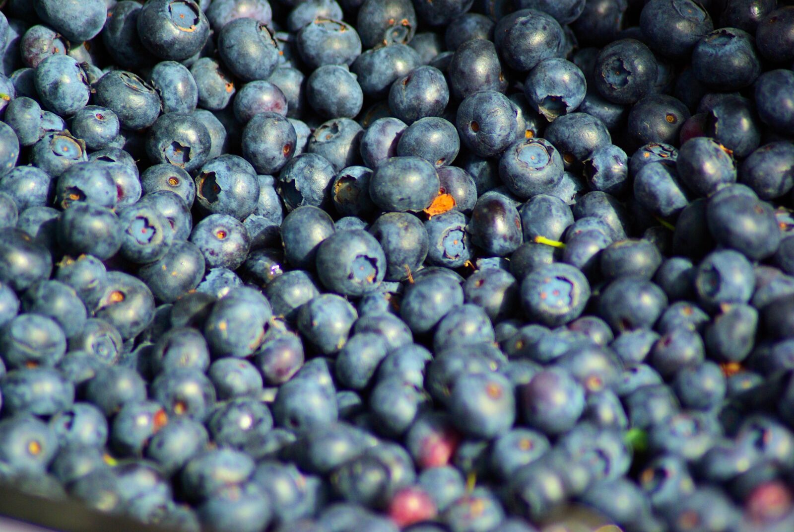Pentax K10D sample photo. Farm market blueberries, farm photography