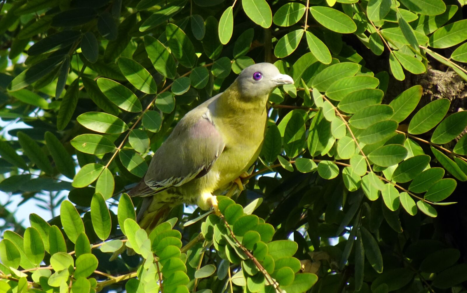 Sony DSC-WX800 sample photo. Bird, pigeon, yfgp photography