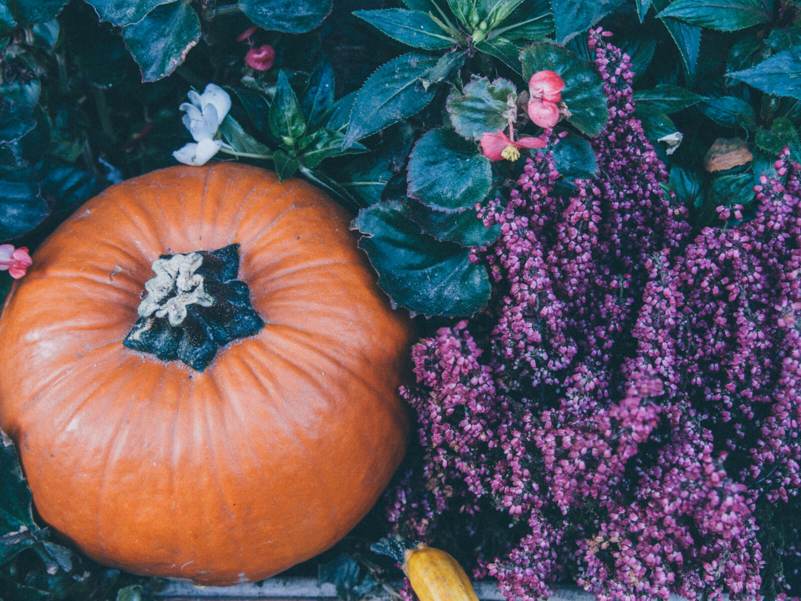 Olympus PEN E-PL5 sample photo. Orange, and, green, squash photography