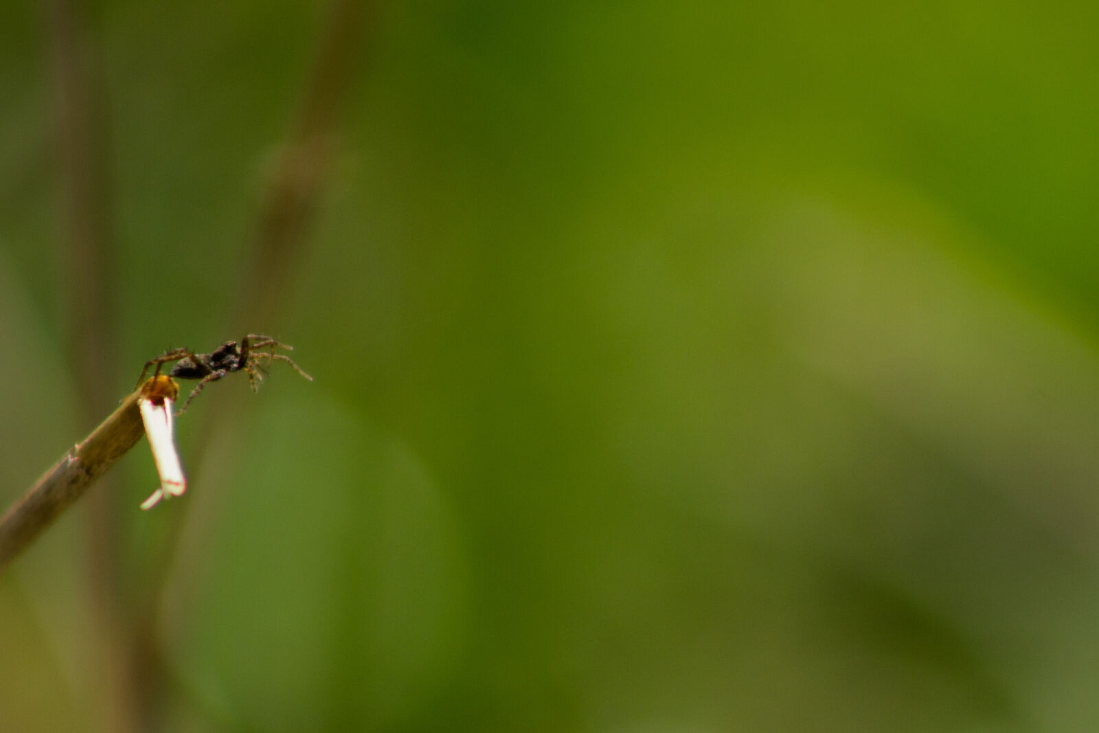Canon EF 75-300mm f/4-5.6 sample photo. Animal, colorful, cute, insect photography
