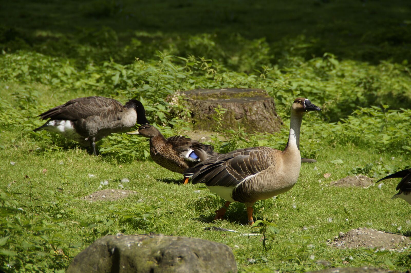 Sony SLT-A58 sample photo. Goose, duck, water bird photography