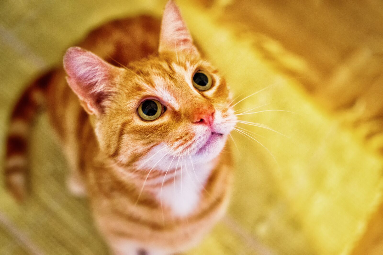 Nikon D3200 sample photo. Cat, eyes, green eyes photography