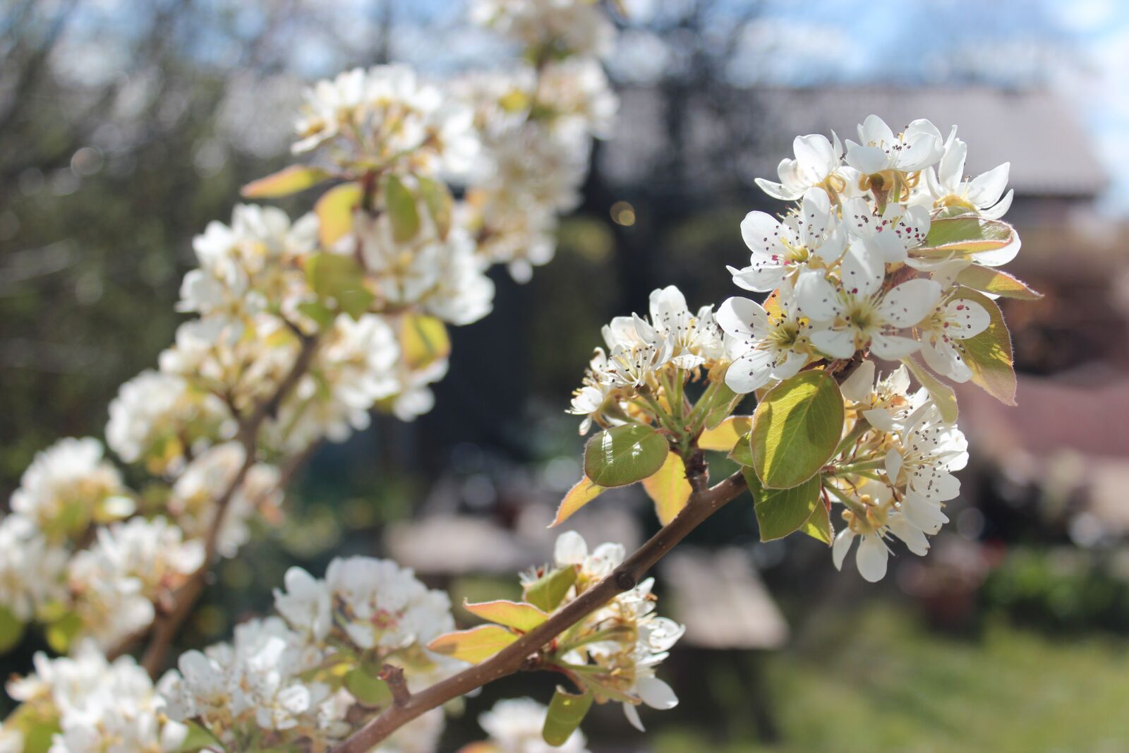 Canon EOS 600D (Rebel EOS T3i / EOS Kiss X5) sample photo. Pear tree, p reblomst photography