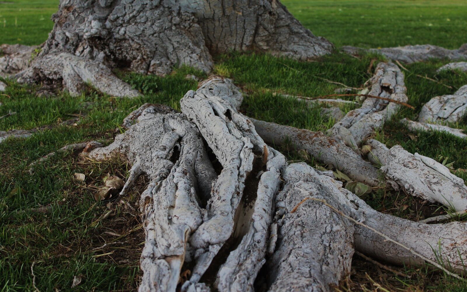 Canon EOS 1100D (EOS Rebel T3 / EOS Kiss X50) sample photo. Tree roots, tree trunk photography