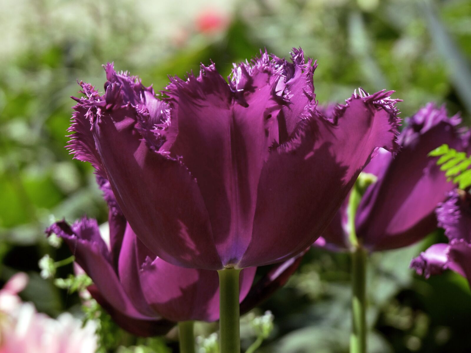 Fujifilm FinePix S100fs sample photo. Curled tulips, flower, dark photography