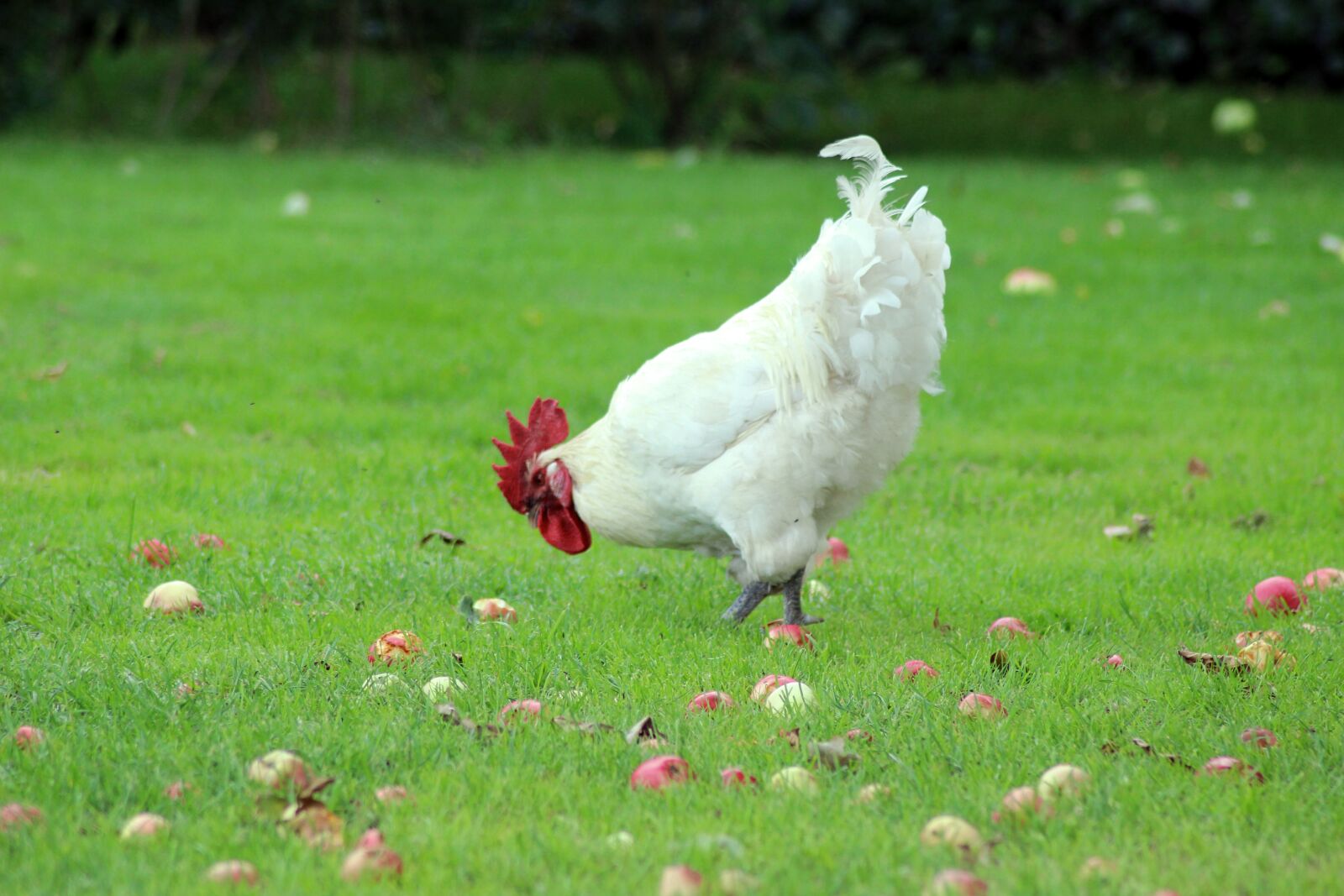 Canon EOS 600D (Rebel EOS T3i / EOS Kiss X5) sample photo. Hen, natural, apples photography