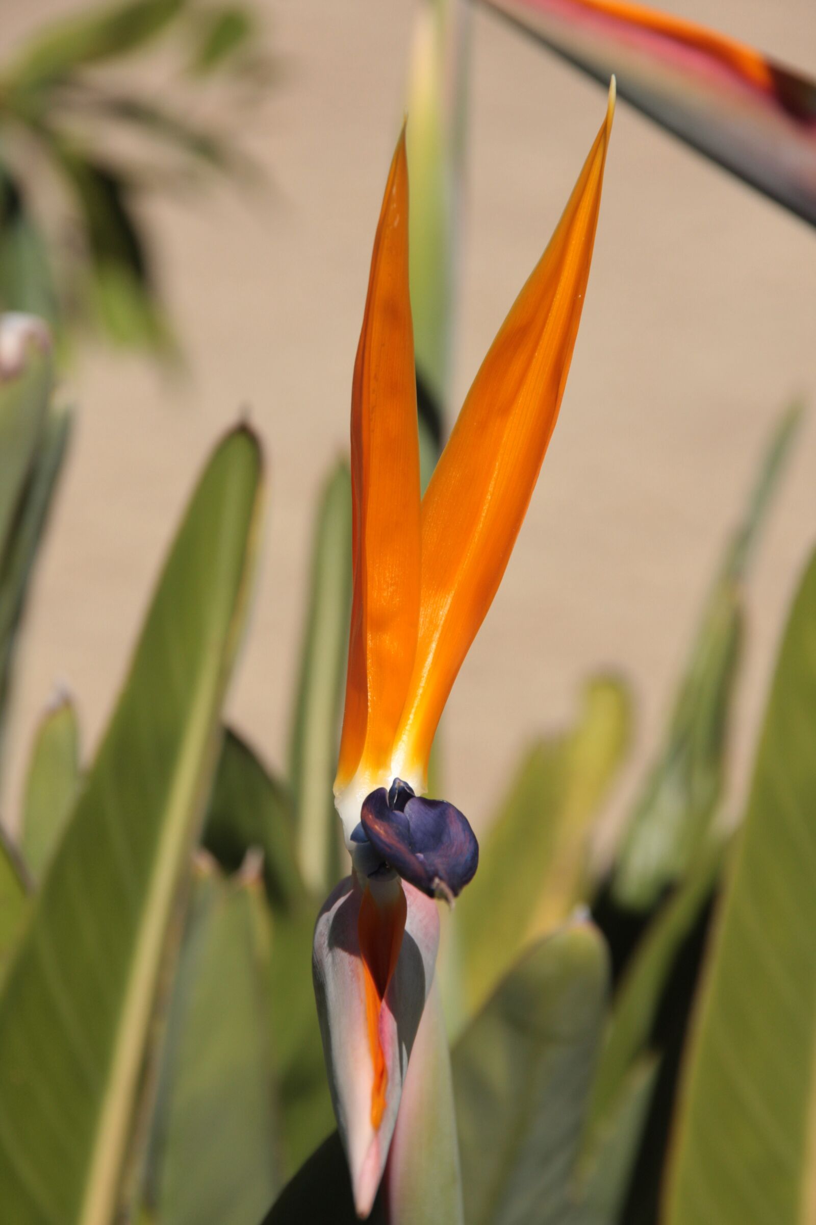 Canon EOS 40D sample photo. Caudata, orange, bird of photography