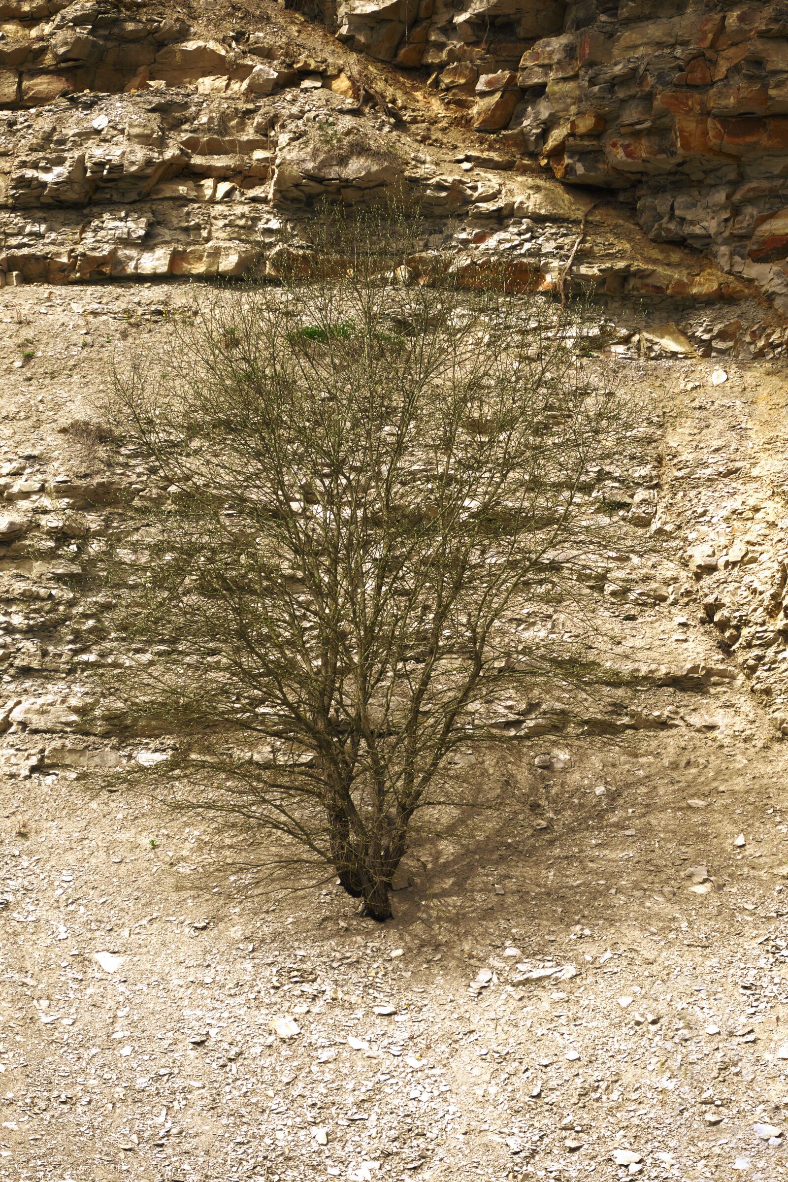 Panasonic Lumix DMC-FZ1000 sample photo. Quarry, bush, dry photography