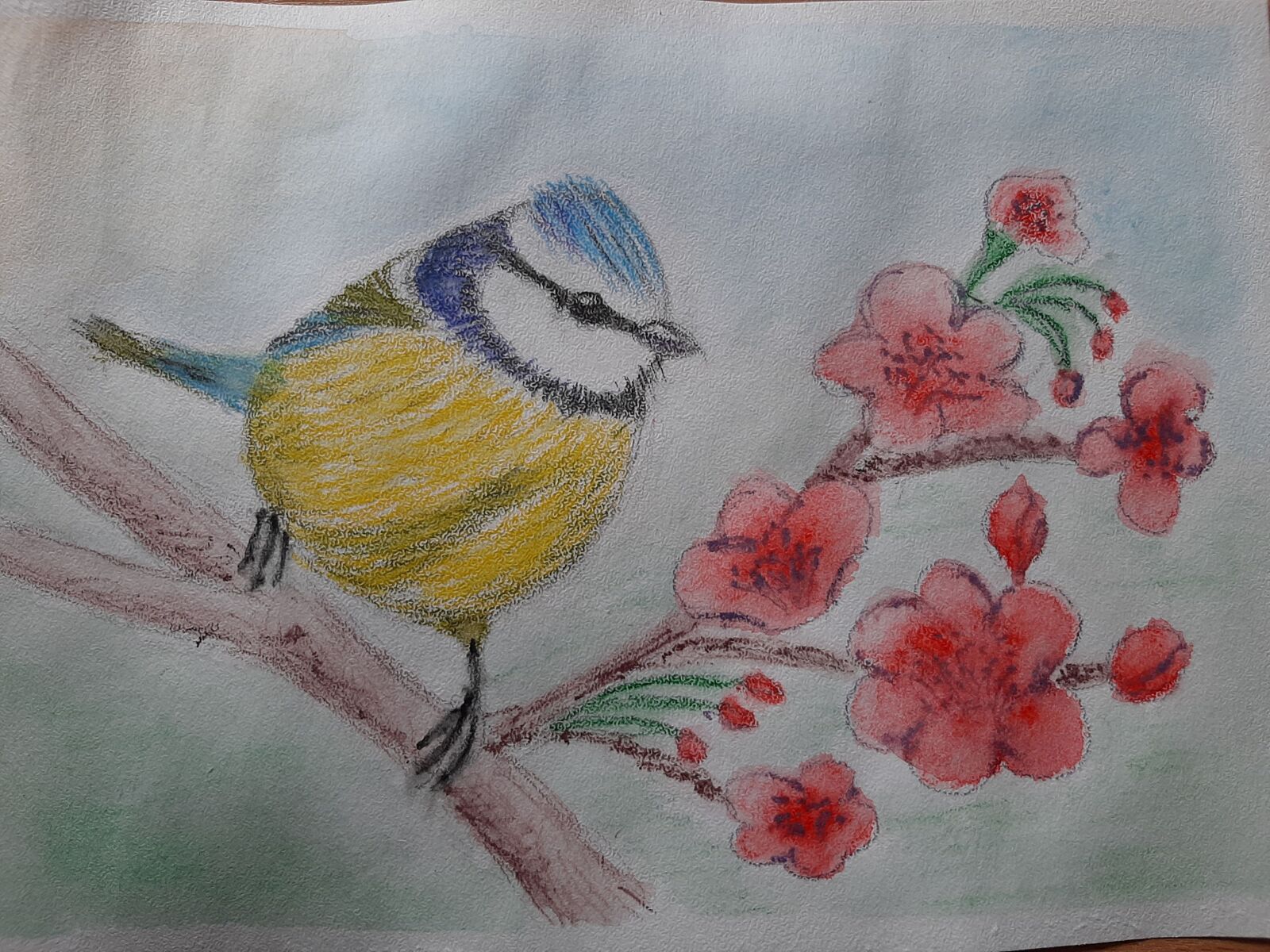 Samsung SM-A307FN sample photo. Bird, tit, blue tit photography