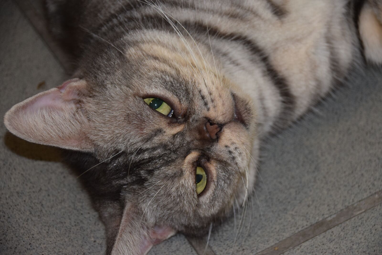 Nikon D5300 sample photo. Cat, pets, cat eyes photography
