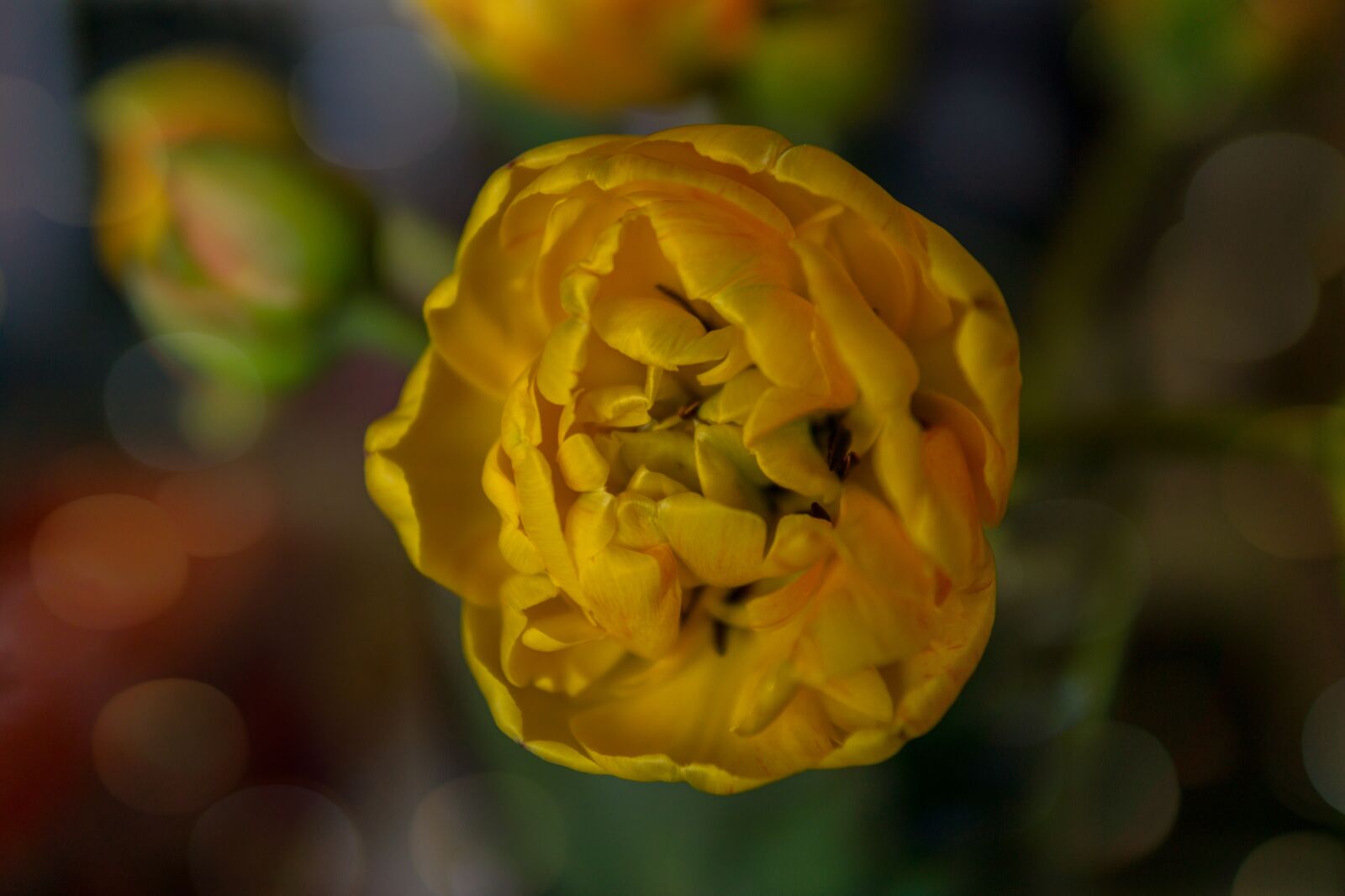 30mm F1.4 DC DN | Contemporary 016 sample photo. Tulips, flower, spring photography