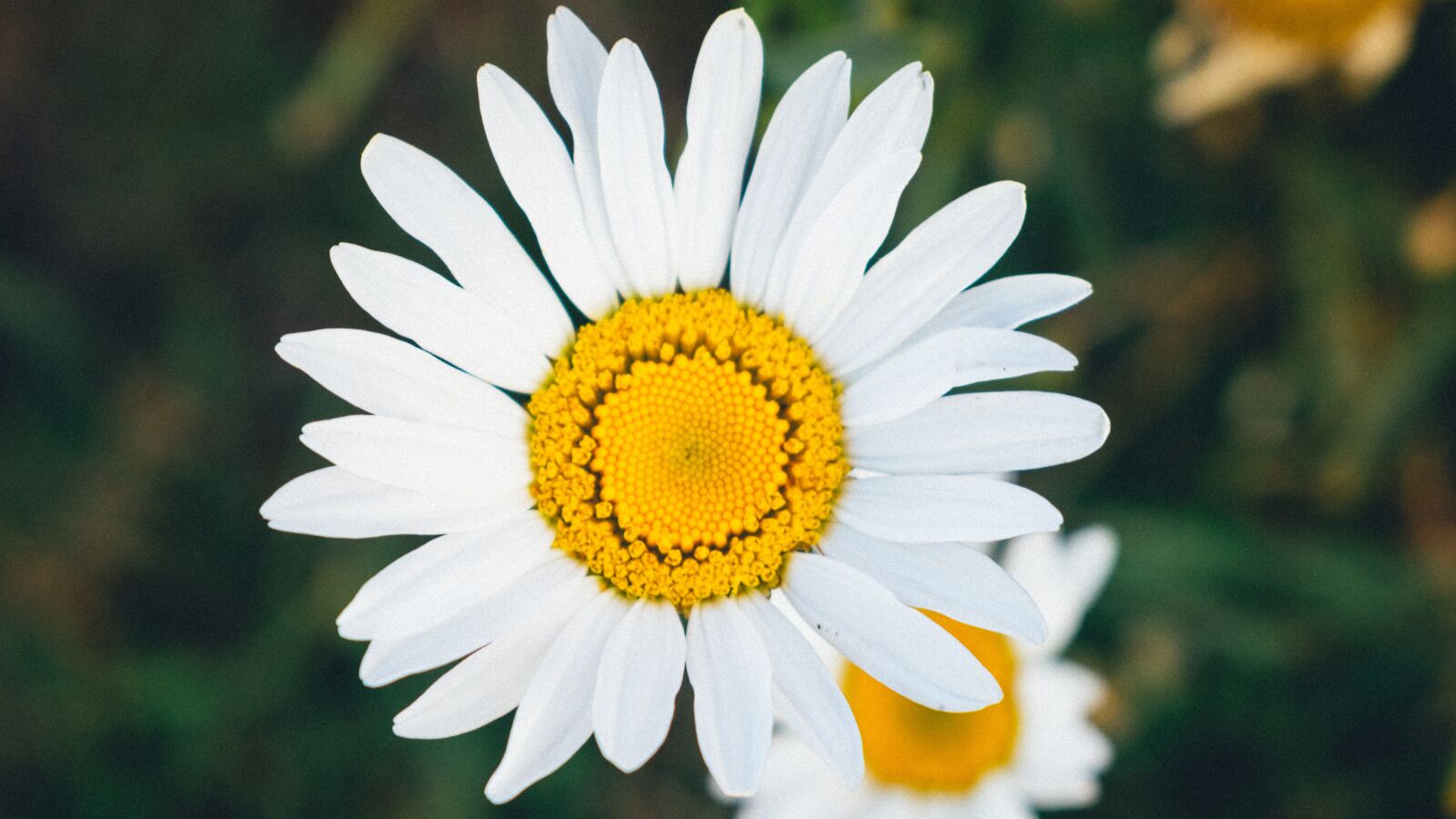 Nikon D3400 sample photo. Daisy flower, yellow, plant photography