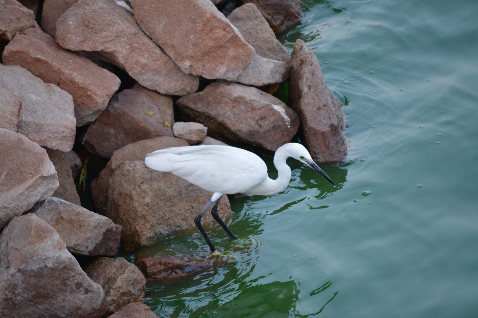 Nikon D5200 sample photo. Crane, bird, lake photography