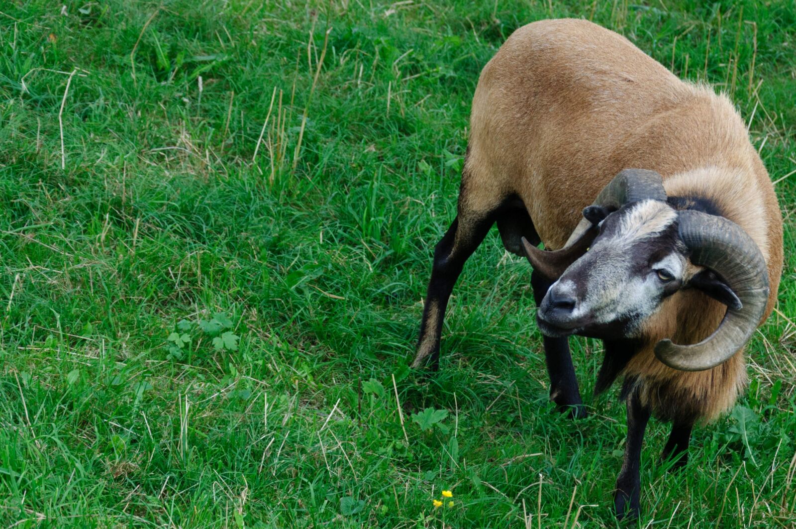 Nikon D5000 sample photo. Paarhufer, ram, graze photography