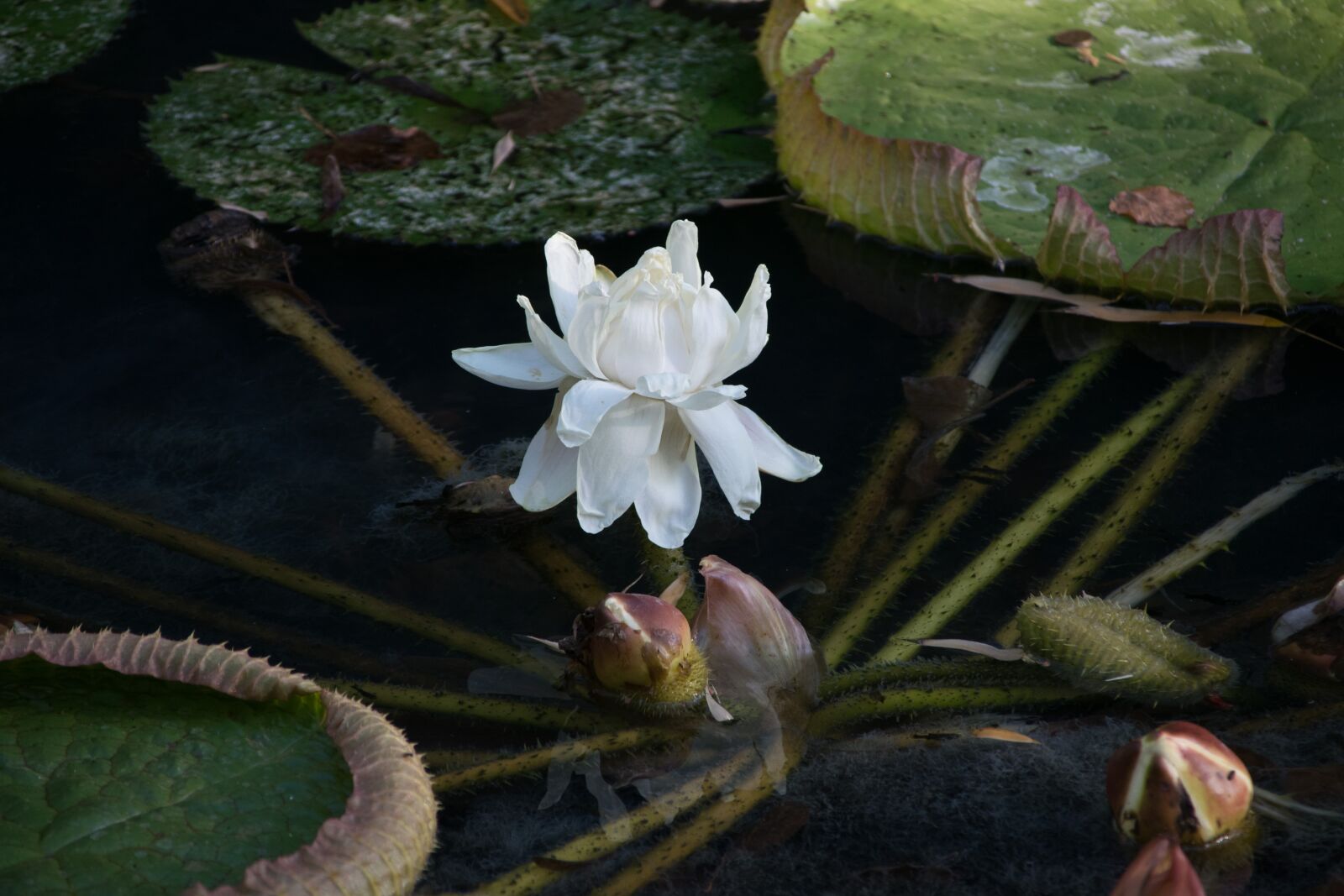 Nikon D5300 sample photo. Waterlilies, victoria, royal photography