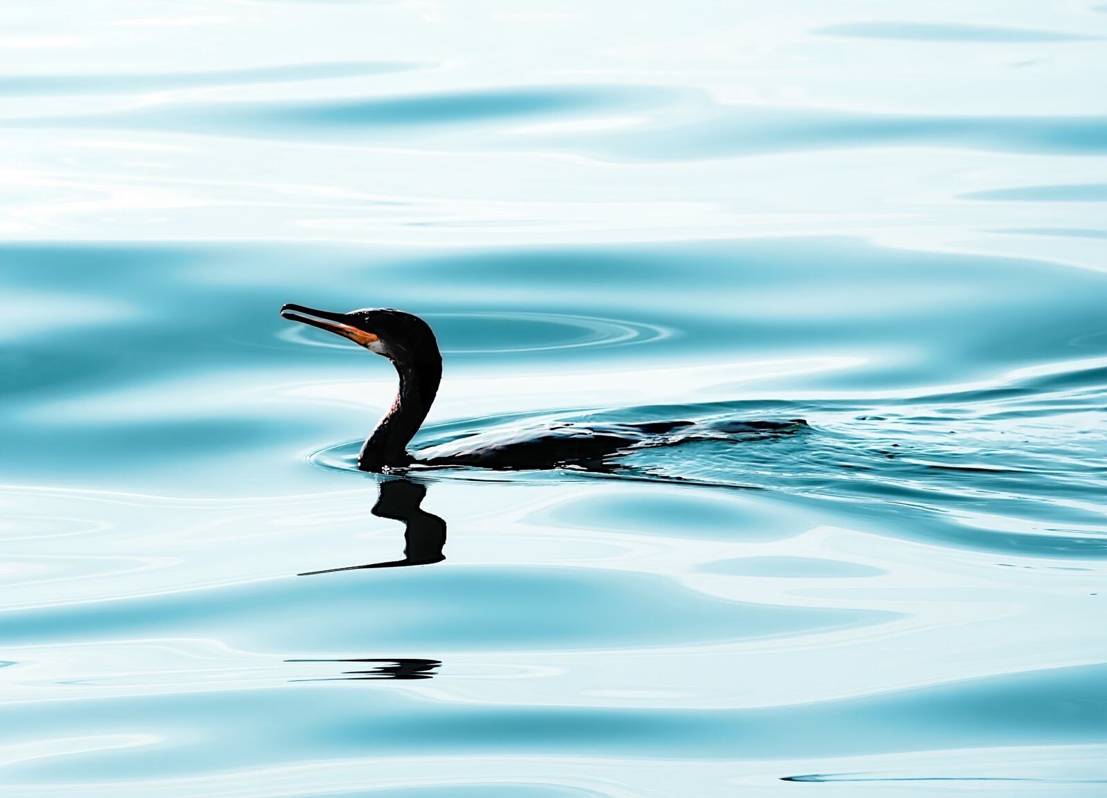 Canon EOS 40D sample photo. Water bird, bird, silhouette photography