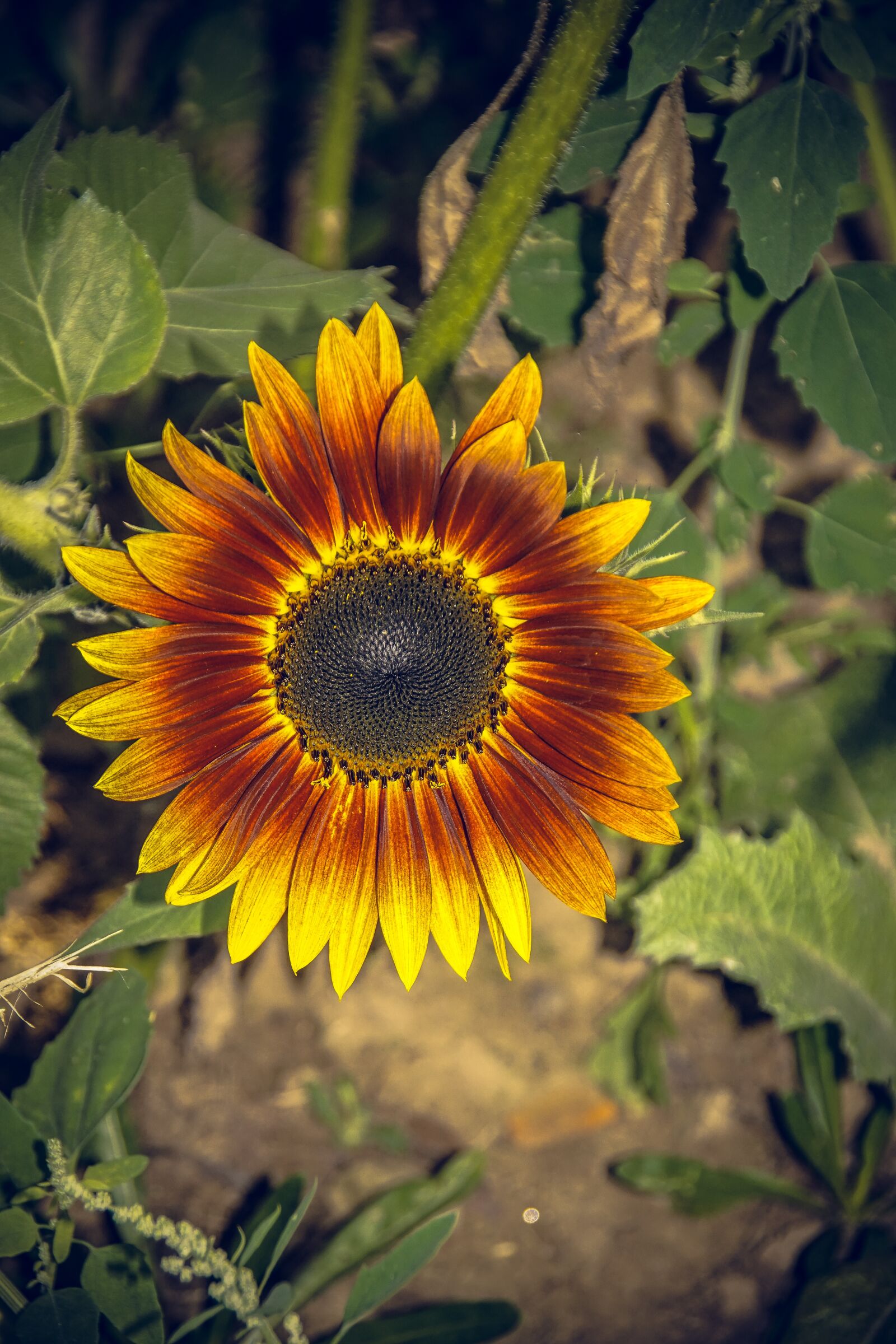 Sony ILCA-77M2 sample photo. Sunflower, blossom, bloom photography