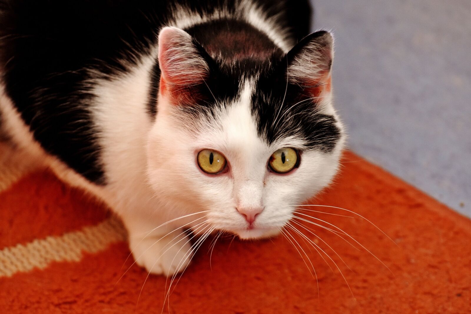 Nikon D7200 sample photo. Cat, black and white photography