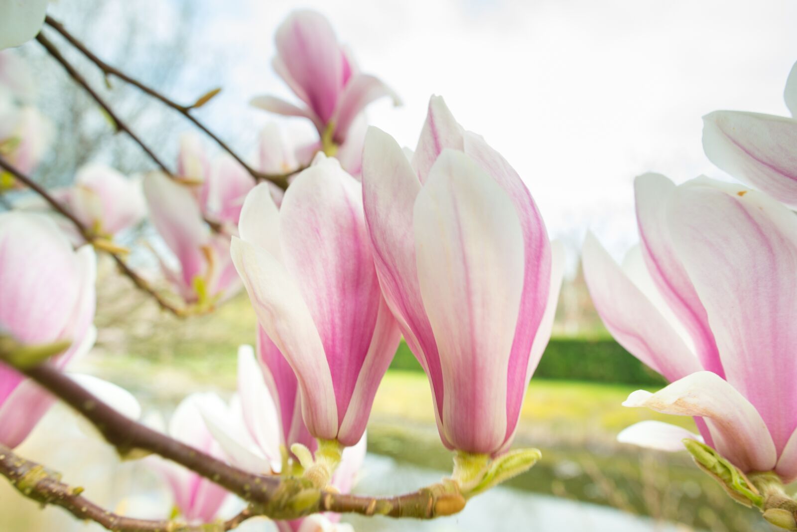 Nikon D610 sample photo. Magnolia, pink, spring photography