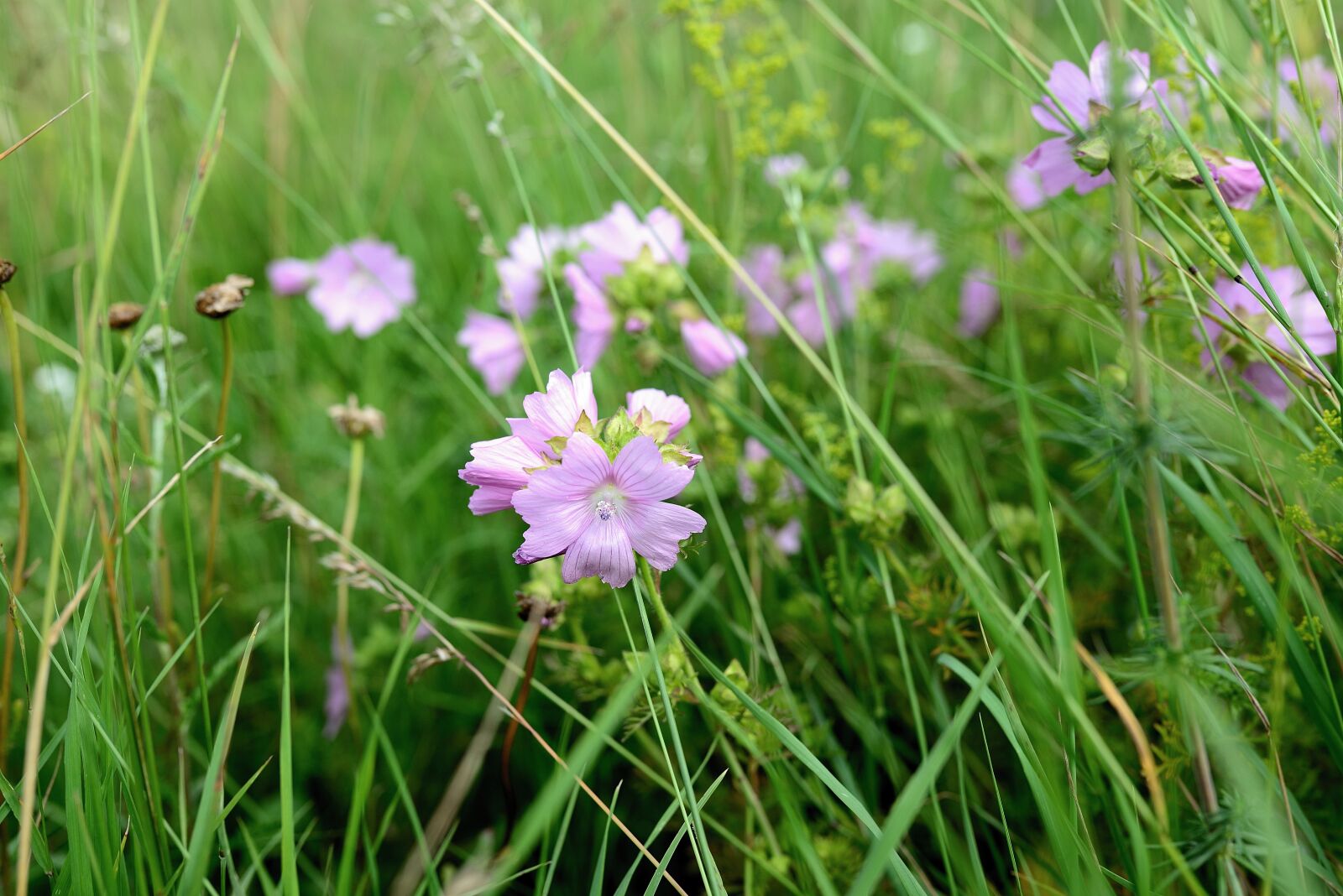 Nikon D610 sample photo. Musk mallow, mallow, roses-mallow photography