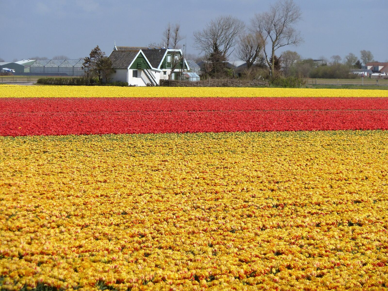 Panasonic Lumix DMC-ZS5 (Lumix DMC-TZ8) sample photo. Flowers, tulips, holland photography