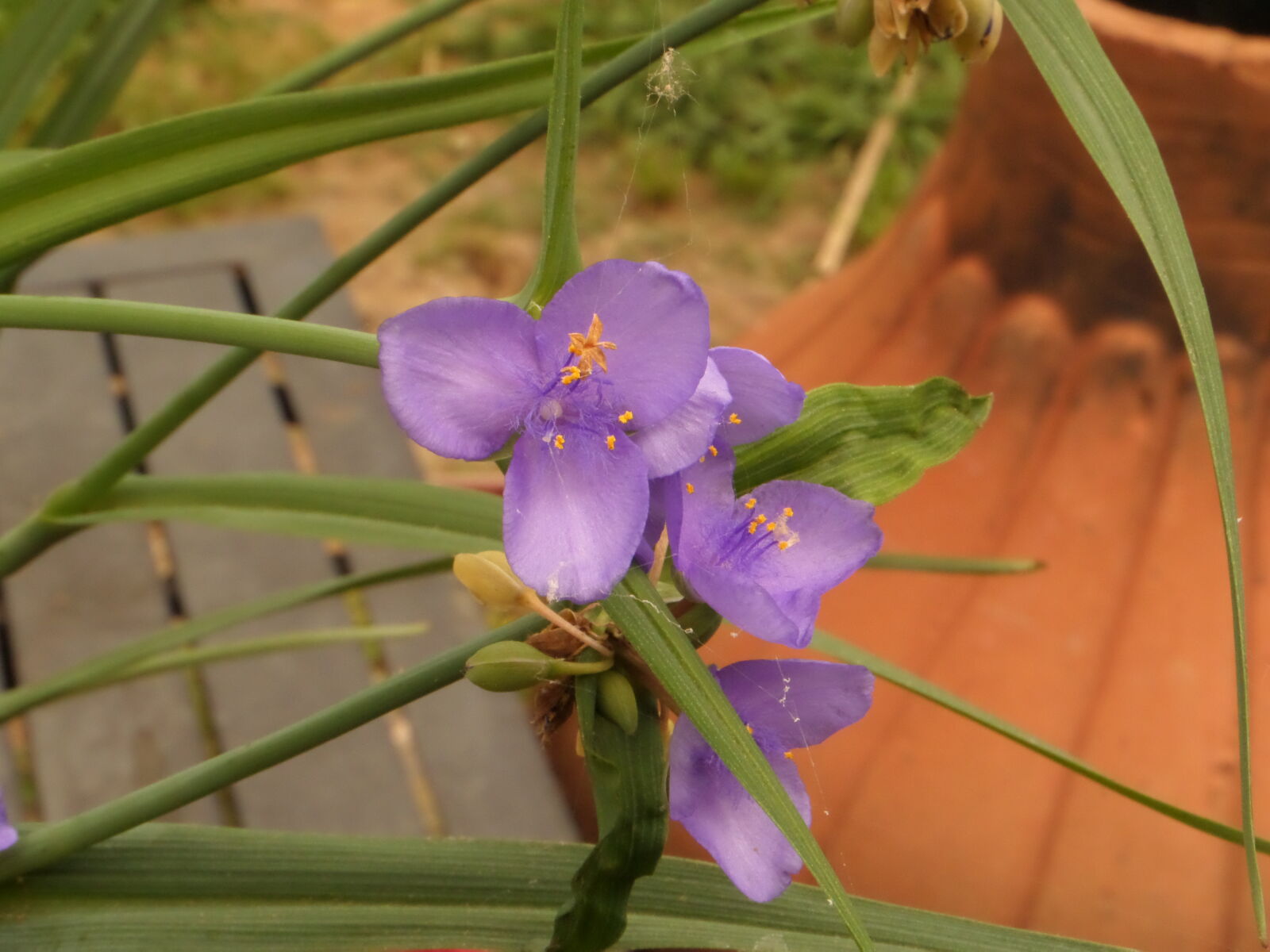 Samsung WB250F/WB251F/WB252F sample photo