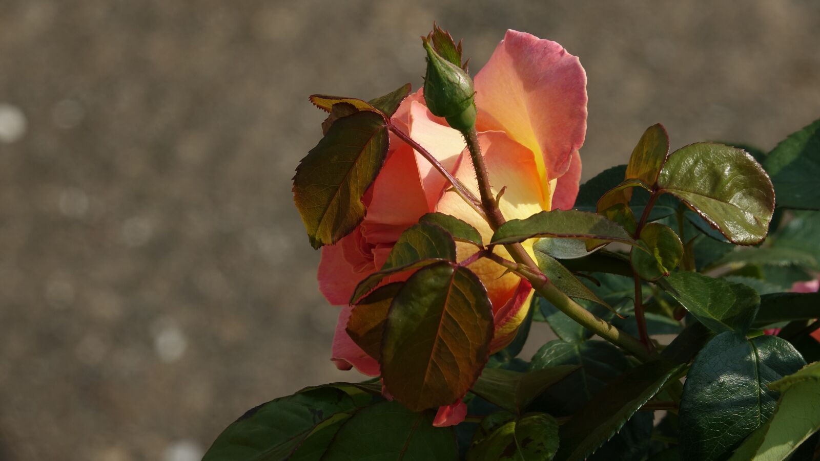 Sony Cyber-shot DSC-RX10 III sample photo. Pink, flower, nature photography