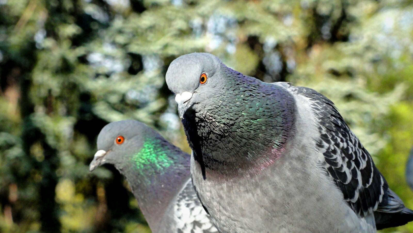 Sony DSC-HX5V sample photo. Pigeons, birds, dove photography
