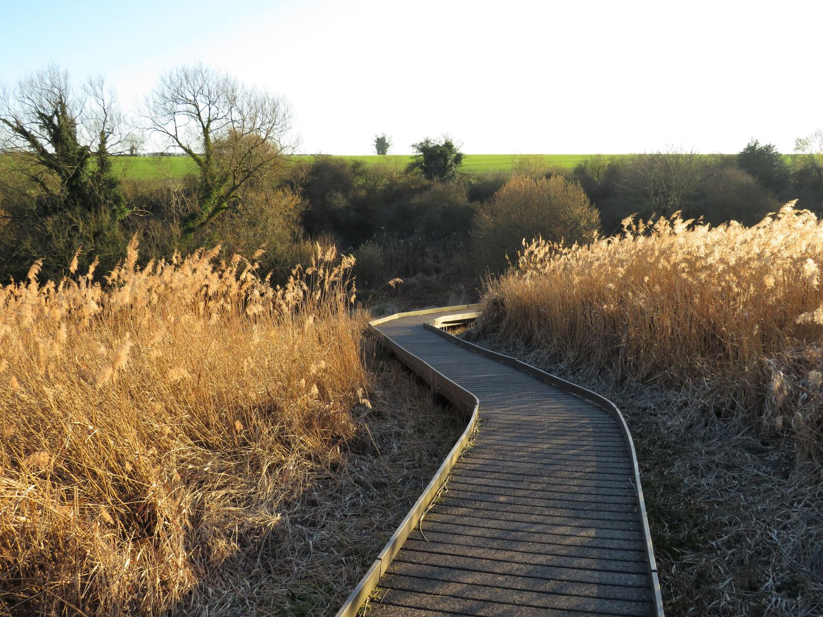Canon PowerShot SX540 HS sample photo. Fen, marsh, reeds photography