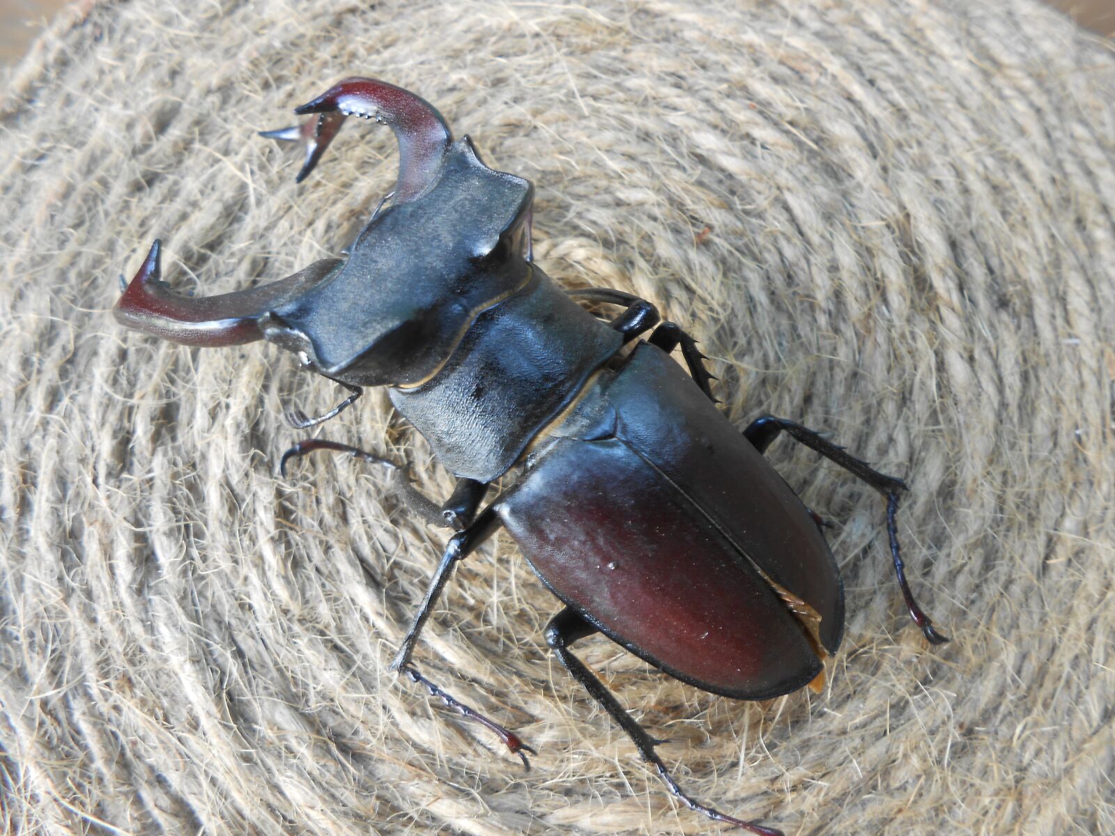Nikon COOLPIX S2700 sample photo. Rhinoceros beetle, insects, creep photography