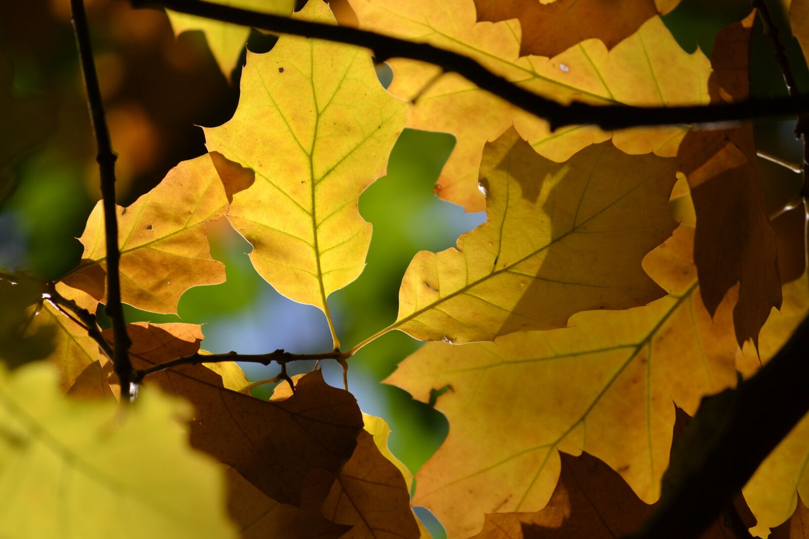 Nikon D3100 sample photo. Oak, leaves, autumn photography