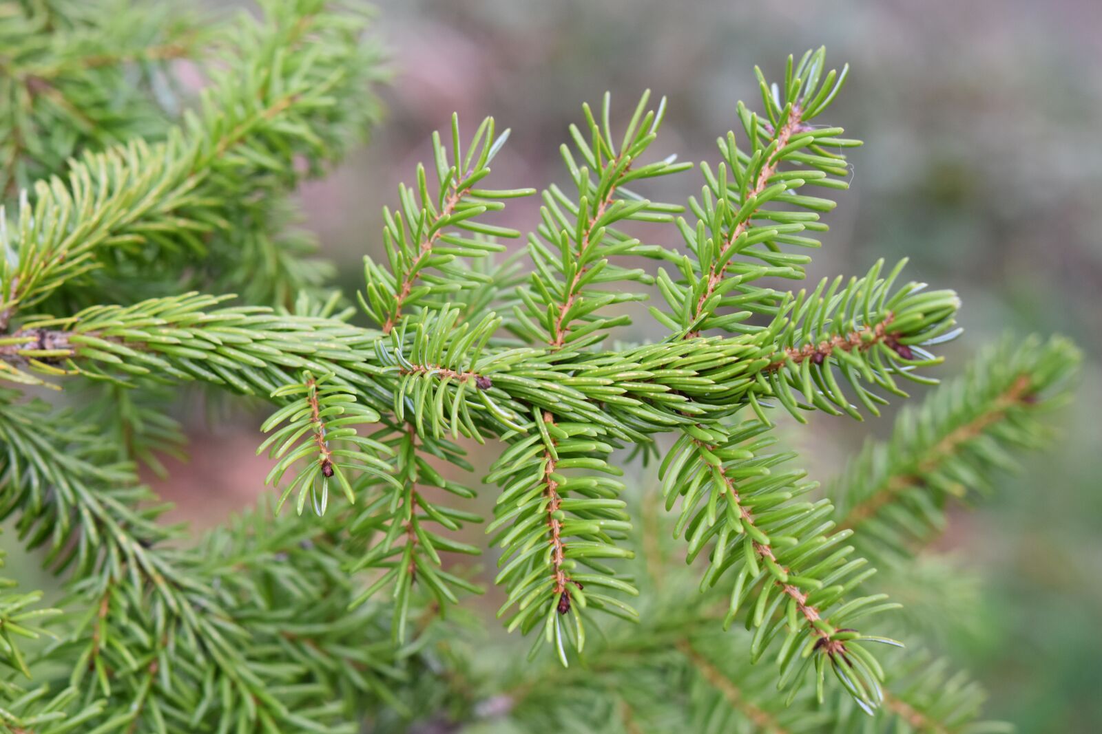 Nikon D5600 sample photo. Fir, fir branch, points photography