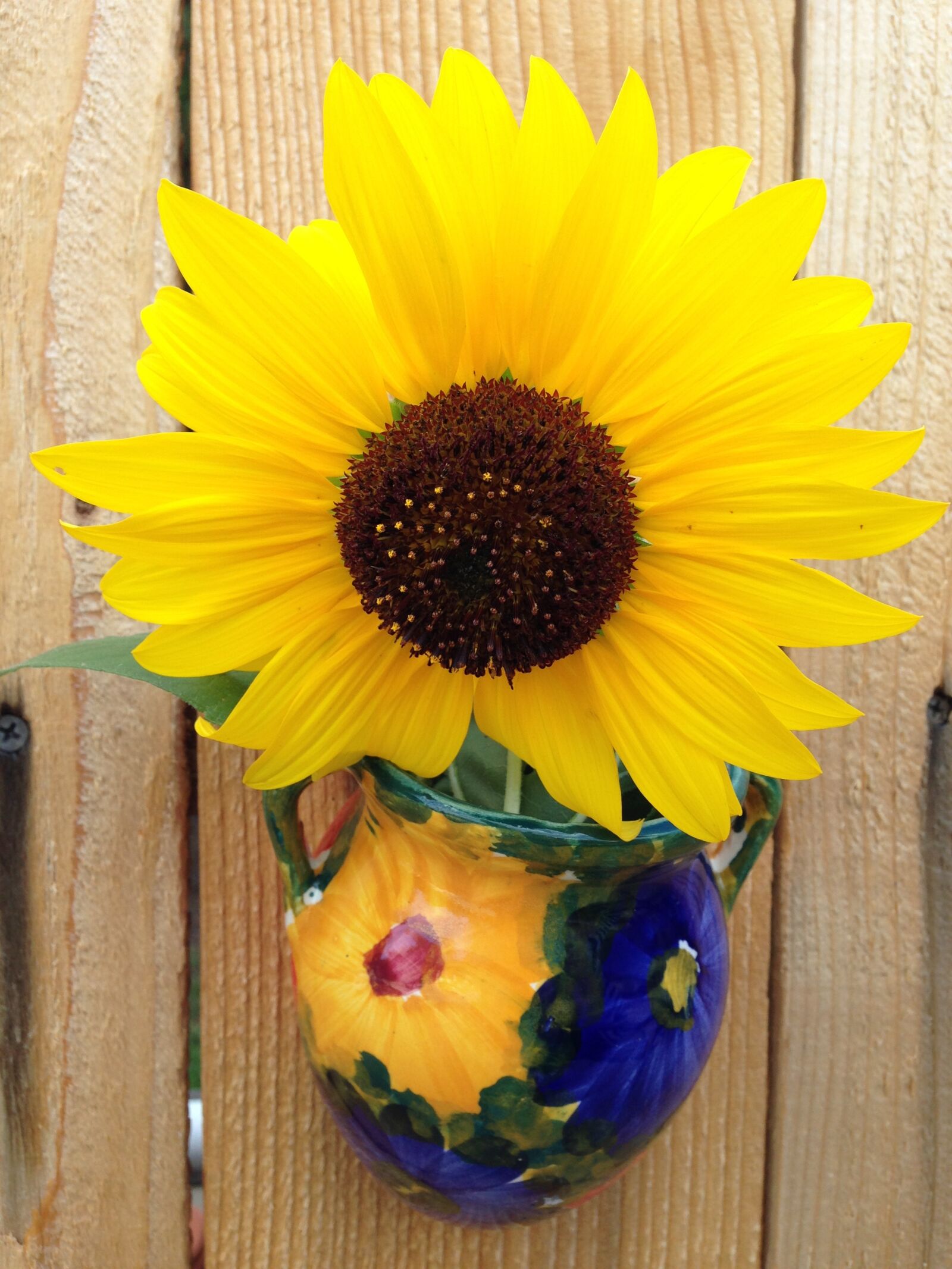 iPhone 5 back camera 4.12mm f/2.4 sample photo. Sunflower, flower, summer photography