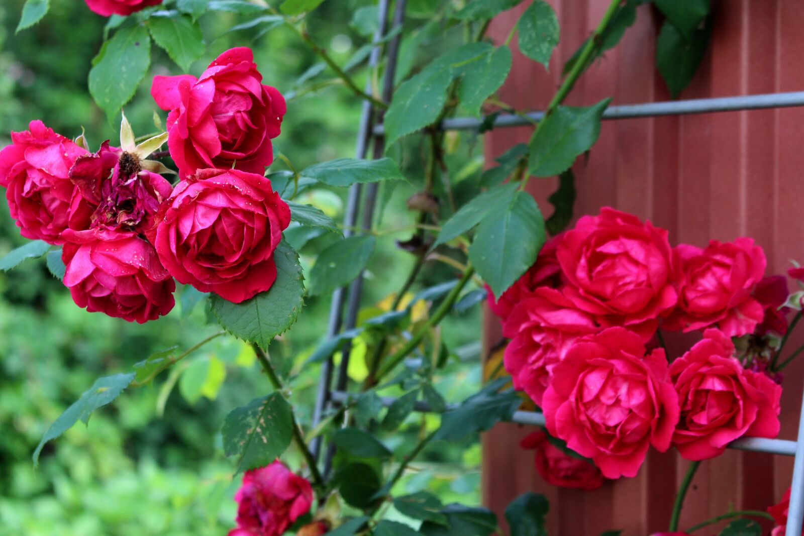 Canon EOS 700D (EOS Rebel T5i / EOS Kiss X7i) sample photo. Roses, pink, blossom photography