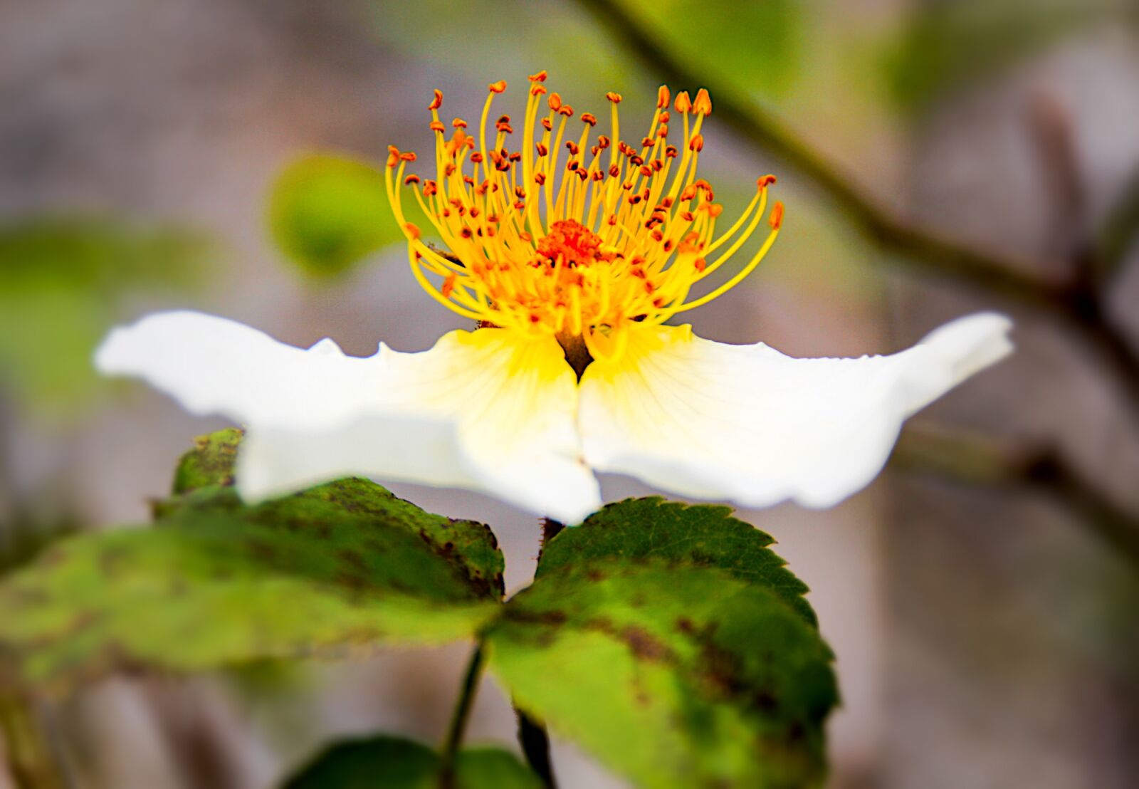 Canon EOS 60D sample photo. Blossom, bloom, open photography