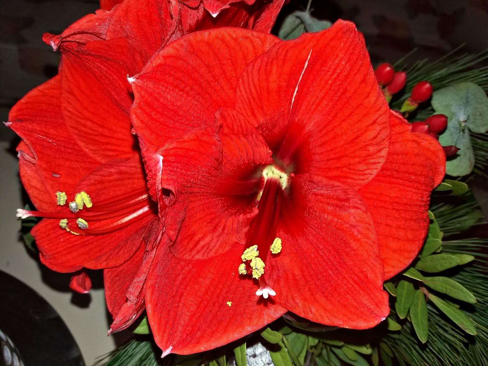 Samsung Galaxy J5 sample photo. Flower, red, nature photography