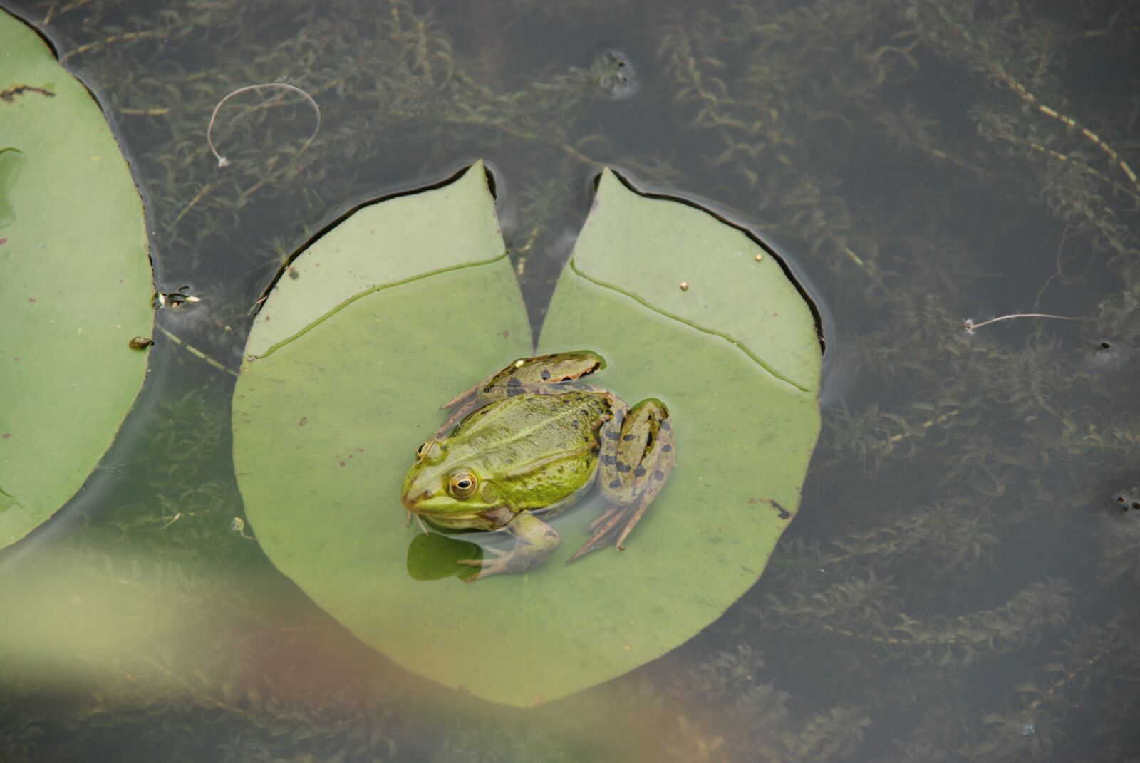 Nikon D80 sample photo. Nature, pond, water photography