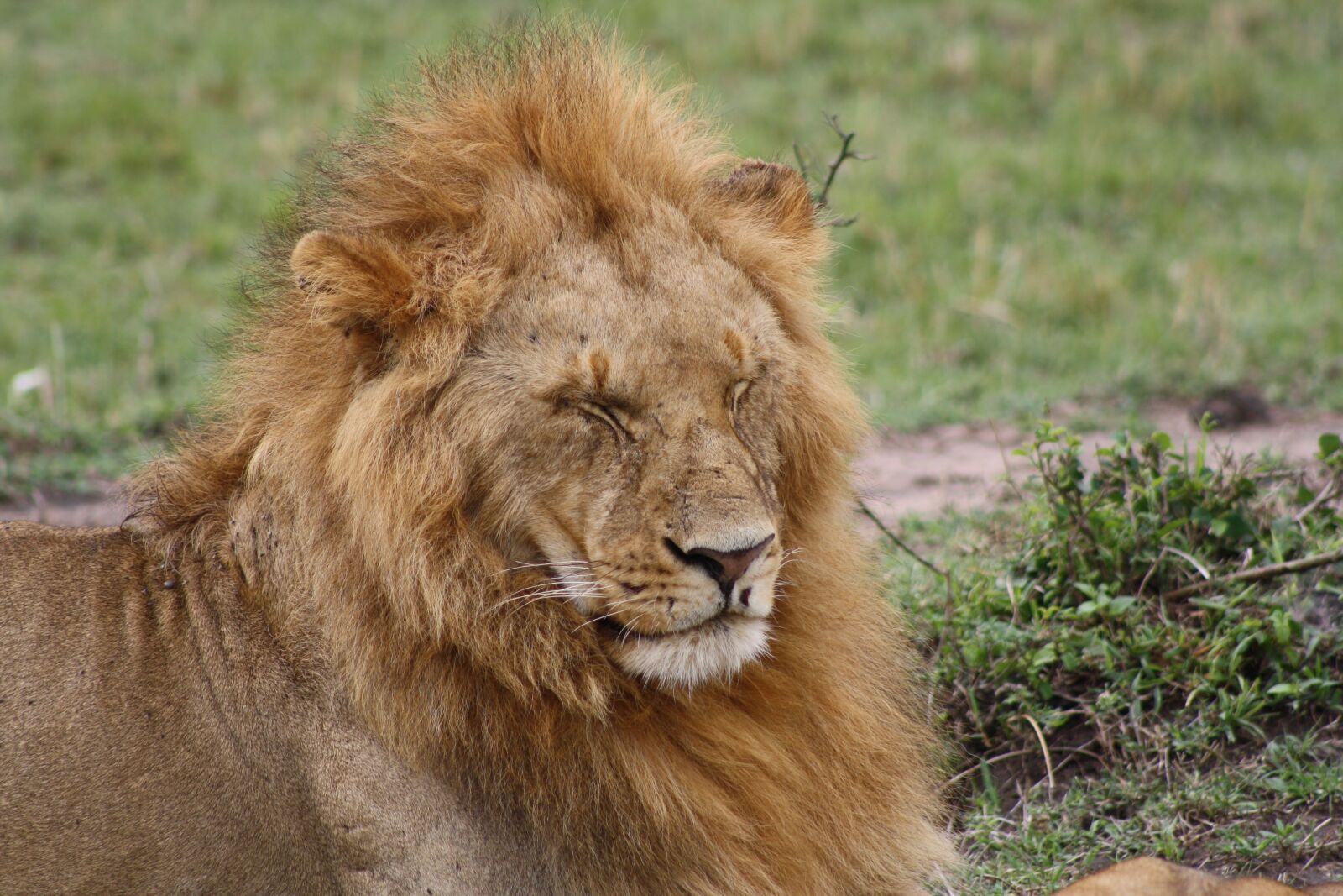 Canon EOS 1000D (EOS Digital Rebel XS / EOS Kiss F) sample photo. Lion, masai mara, kenya photography