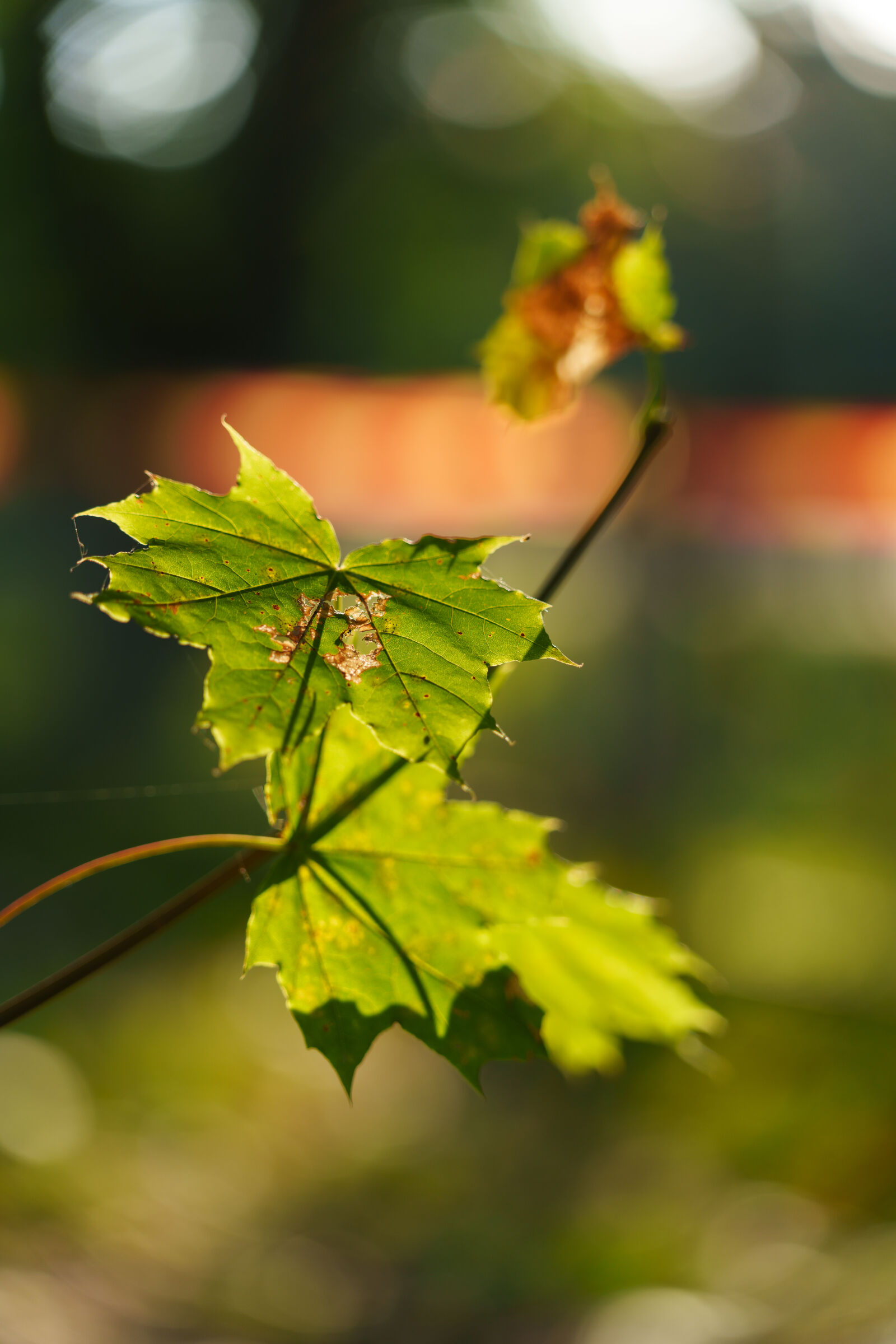 Sigma 28-105mm F2.8 DG DN | Art sample photo. Autumn sunshine leaves photography