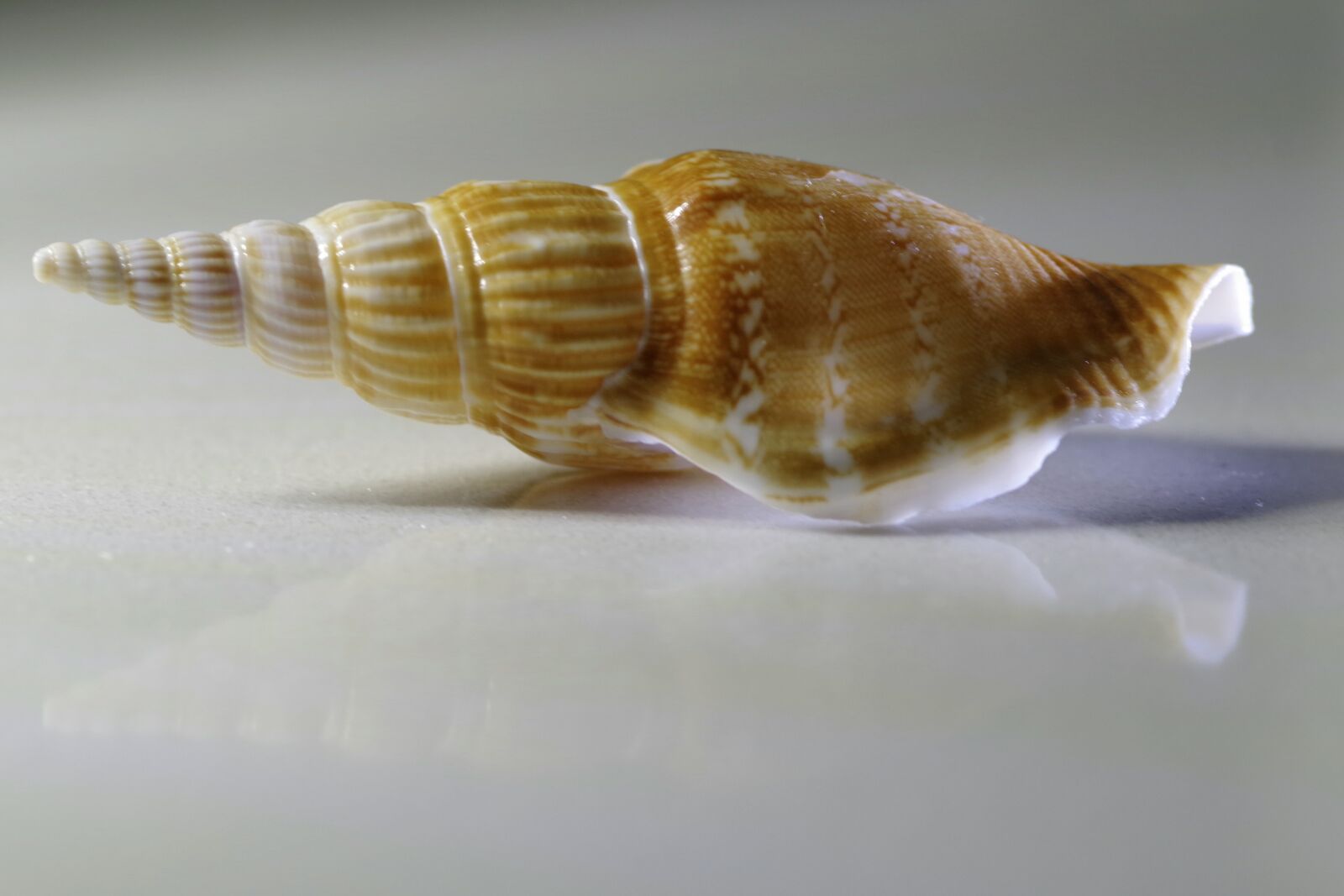 Pentax K-S2 sample photo. Seashell, shell, spiral photography