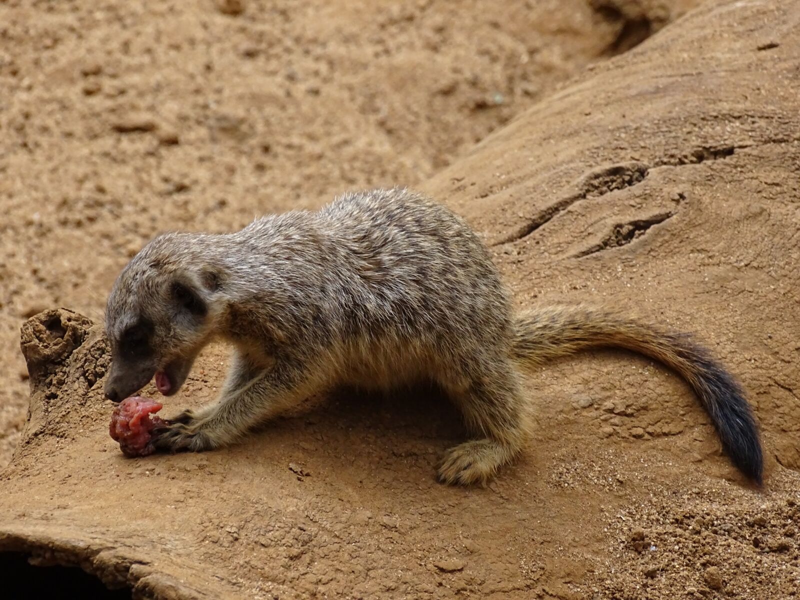 Sony Cyber-shot DSC-HX400V sample photo. Meerkat, tenerife, loro parque photography