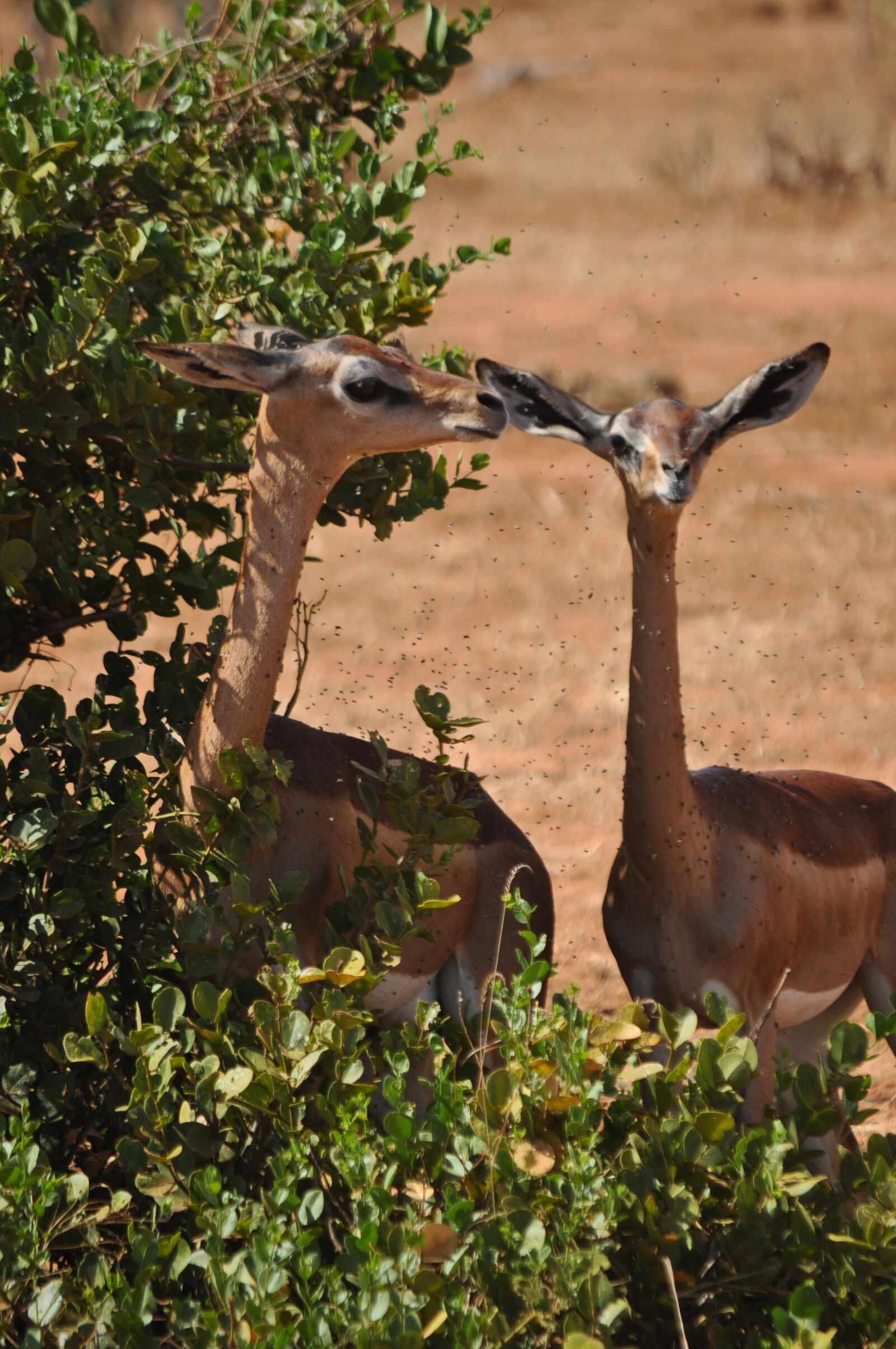 Nikon D5000 sample photo. Nature, animal world, tree photography