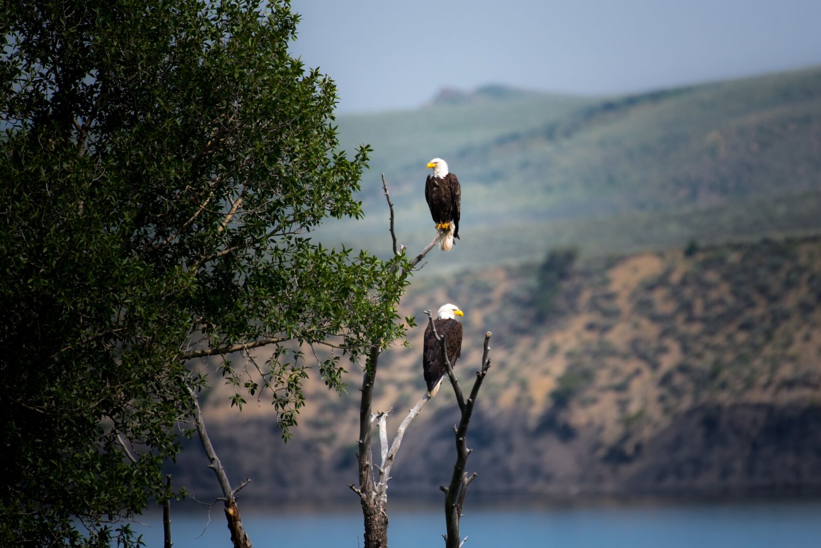 Nikon D750 sample photo. Animal, beach, bird photography