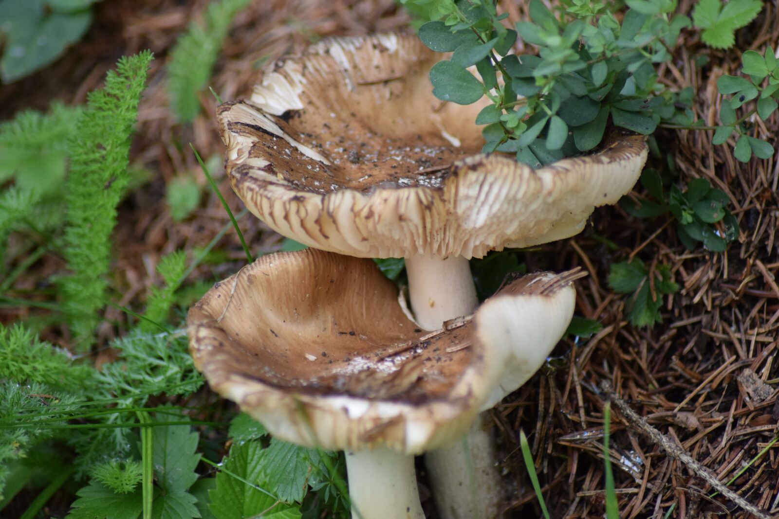 Nikon D3300 sample photo. Fungi, forest, nature photography