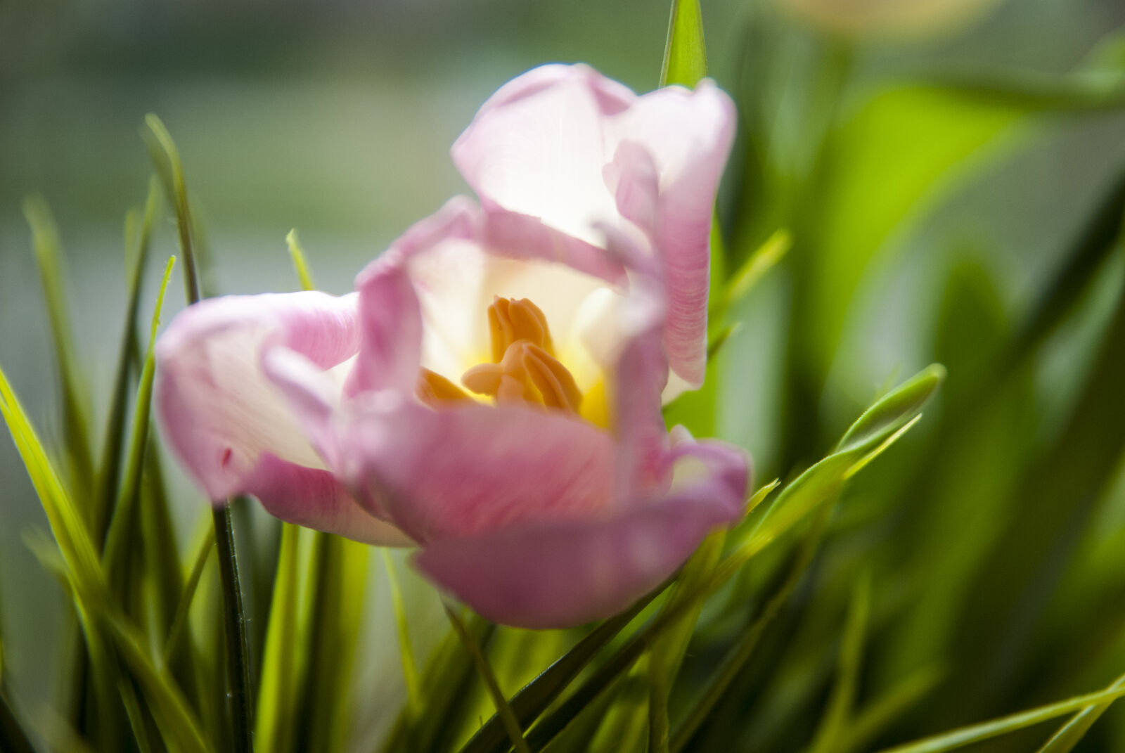 Nikon D80 sample photo. Flower, grass, macro photography
