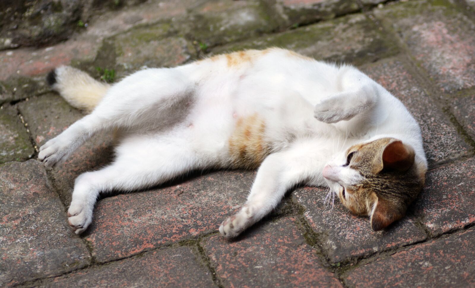Nikon D5200 sample photo. Cat, stray, pet photography