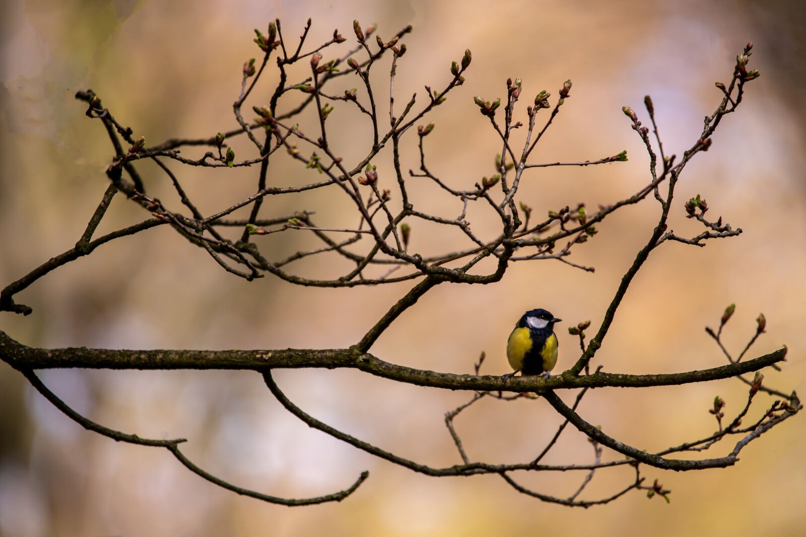 150-600mm F5-6.3 DG OS HSM | Contemporary 015 sample photo. Spring bird, bird, tit photography