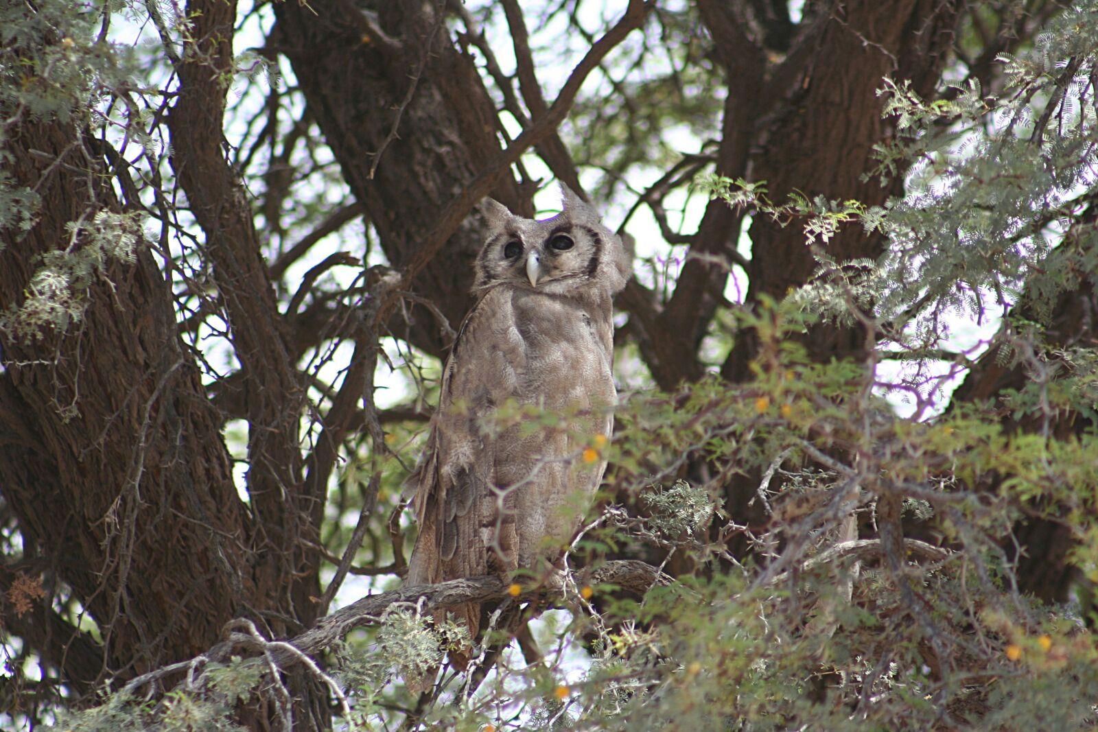 Canon EOS 350D (EOS Digital Rebel XT / EOS Kiss Digital N) sample photo. Owl, bird, animal photography