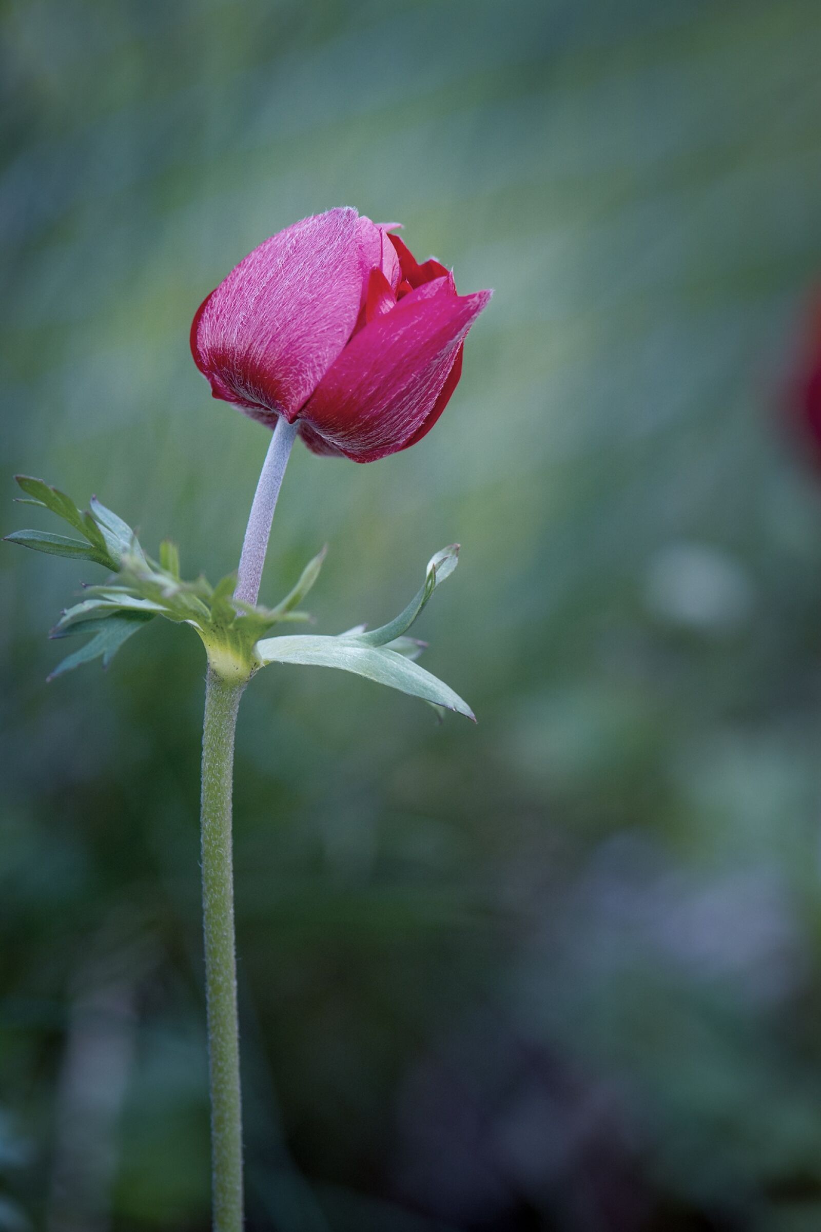 Nikon D7100 sample photo. Anemone, flower, red photography