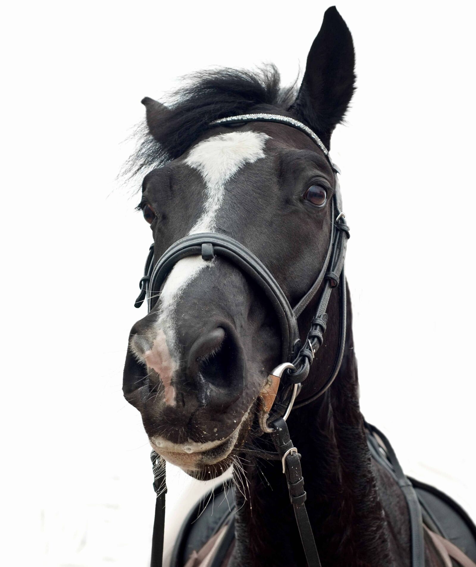 Nikon D300 sample photo. Dark horse, head, portrait photography